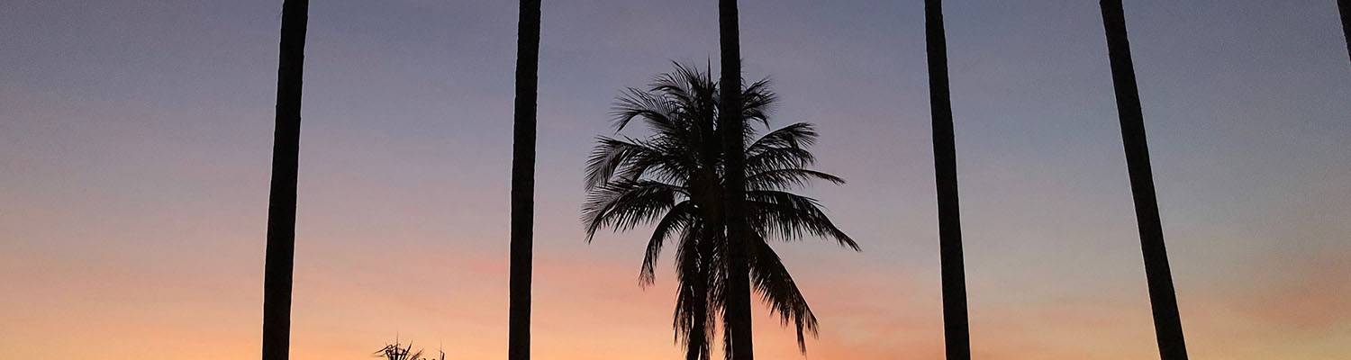 Palm trees on a beach at sunset | Darwin, Australia