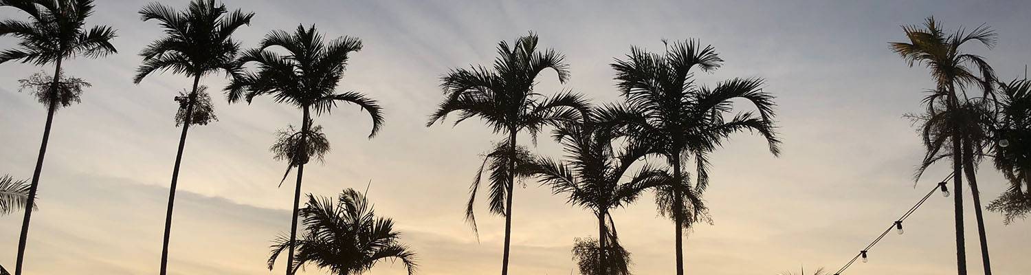 Palm trees on beach at sunset | Darwin, Australia